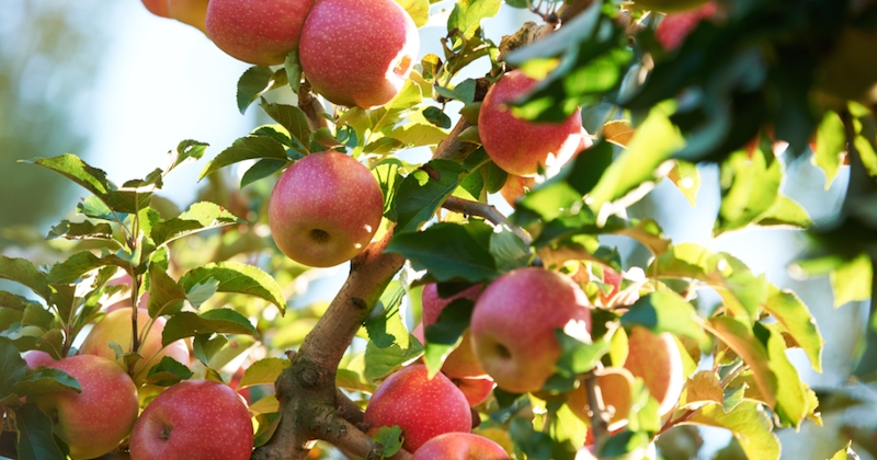 Découvrez 3 trucs que vous ne saviez pas sur les pommes Pink Lady®