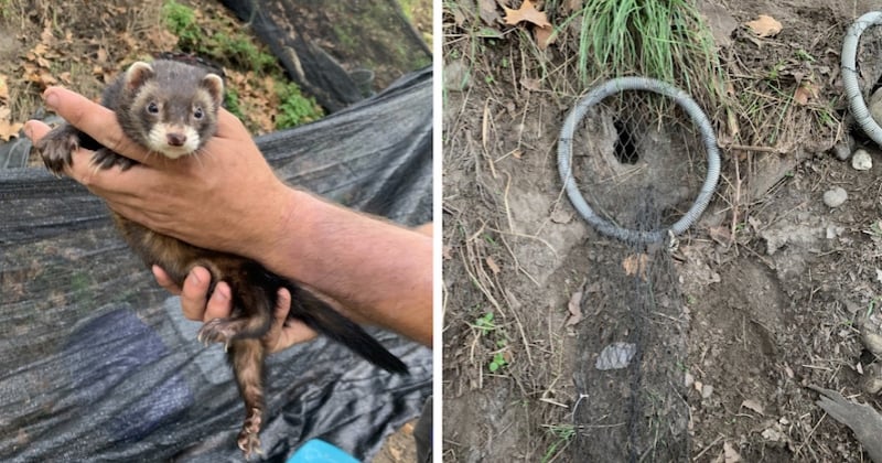 La ville de Toulouse utilise des furets pour se débarrasser des... rats ! 