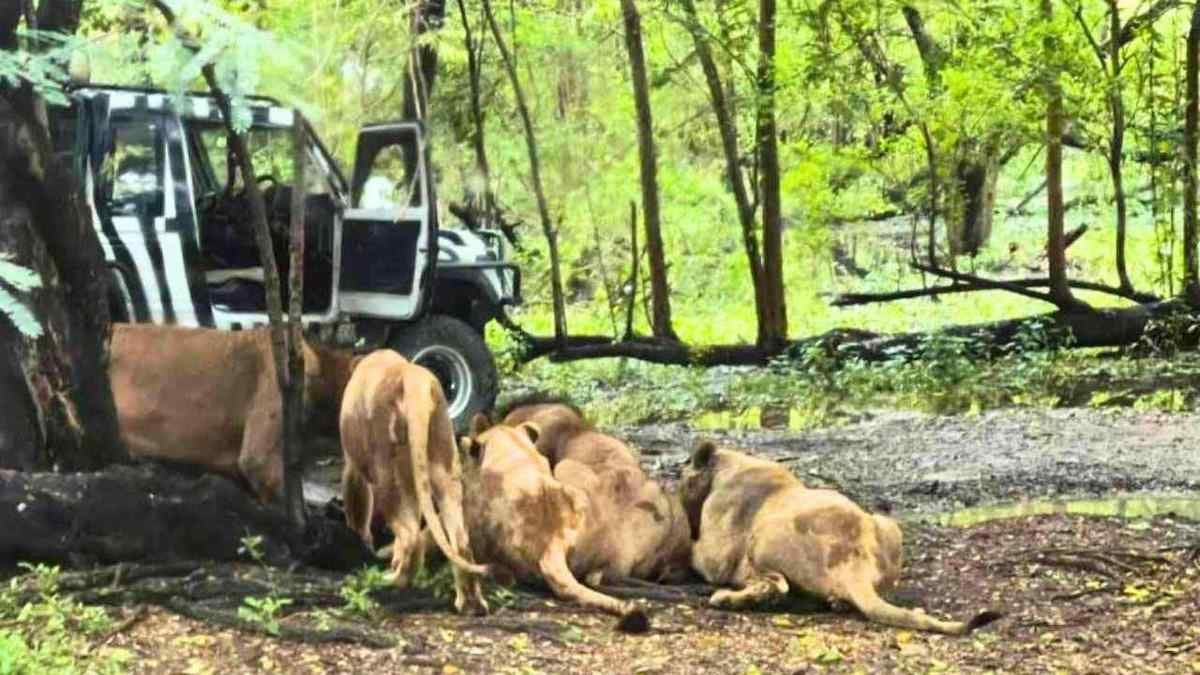 Un gardien de zoo dévoré vivant par des lions sous les yeux des visiteurs impuissants en Thaïlande