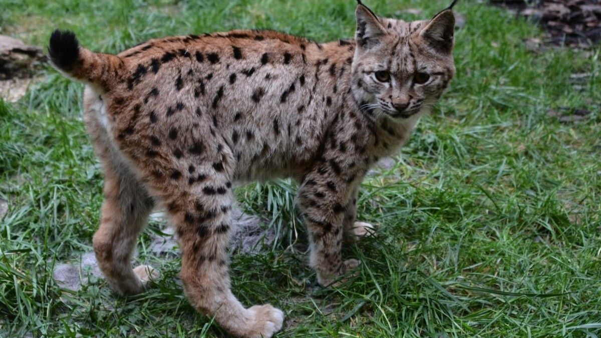 Un jeune lynx