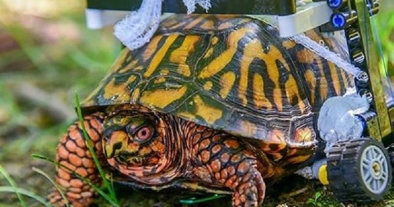 Grâce à sa chaise roulante adaptée, cette tortue blessée peut marcher de nouveau