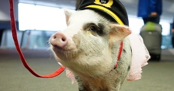 Le job de ce cochon ? Aider les voyageurs de l'aéroport de San Francisco à se détendre avant de prendre leur vol