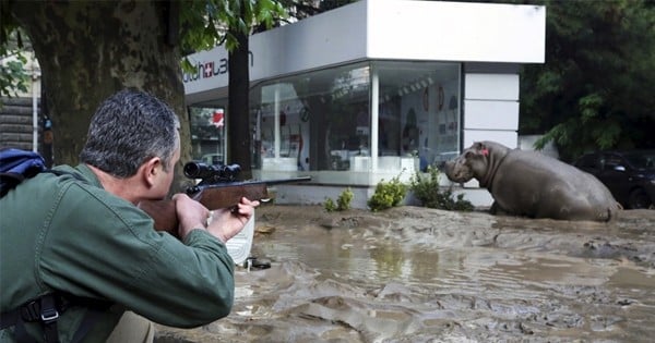 Des animaux s'échappent d'un zoo en Géorgie suite à une inondation : incroyables photographies !