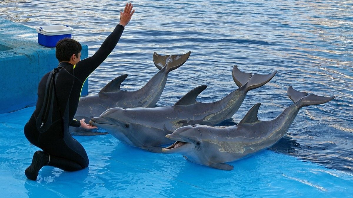 Un dauphin meurt en pleine représentation dans un parc animalier, sous les yeux des spectateurs horrifiés