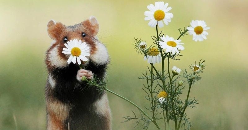 Ces 20 photos de hamsters sauvages en pleine nature vont vous faire craquer