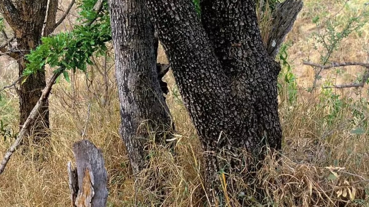 Seules les personnes dotées d'une excellente vue arrivent à trouver le léopard qui se cache sur cette image 