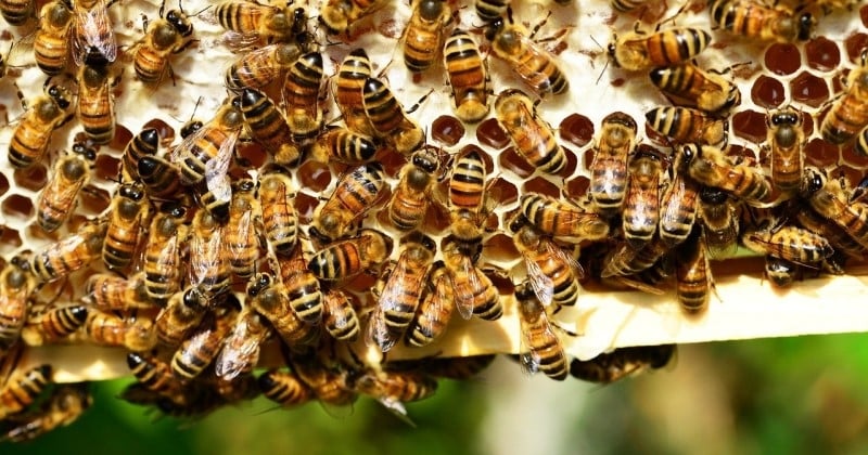 	 Ils font pousser des plantes pour attirer les abeilles et en retrouvent 6 000 dans leur maison