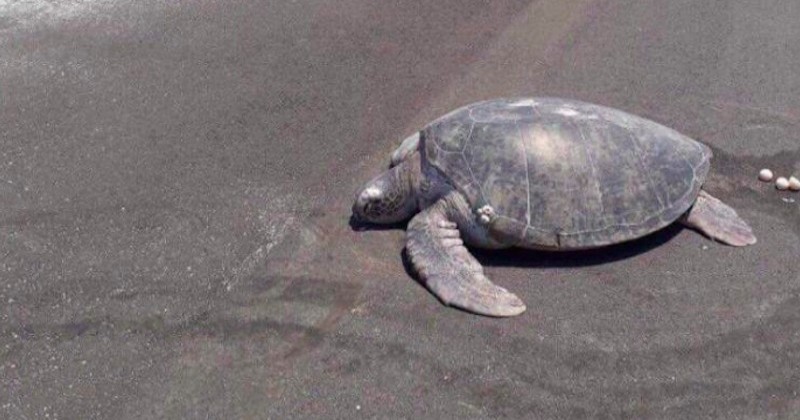 Venue pondre ses oeufs, cette tortue se retrouve sur une piste d'atterrissage construite sur la plage où elle est née