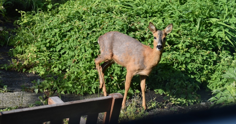 Poursuivi par des chasseurs, un chevreuil épuisé se réfugie dans un jardin