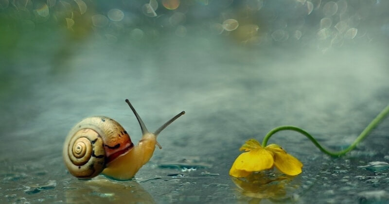 Une photographe illustre la beauté des escargots dans une série de portraits envoûtante	