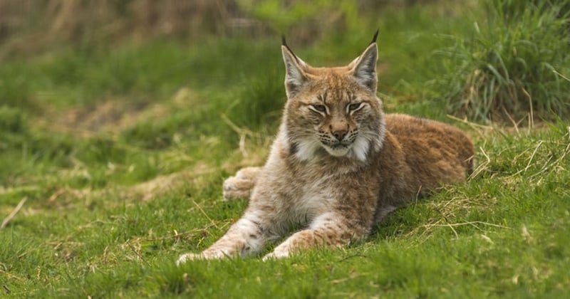 Il rentre de la pêche et tombe nez à nez avec un lynx sur la route, un rencontre inoubliable ! 