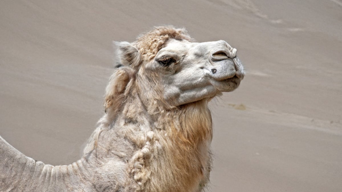 Gros plan chameau 