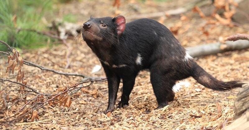 Après 3 000 ans d'absence, des diables de Tasmanie ont été relâchés dans un sanctuaire en Australie	