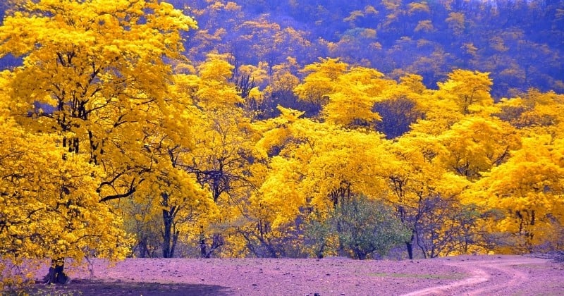 En Équateur, cette forêt hors du commun devient jaune seulement quelques jours par an
