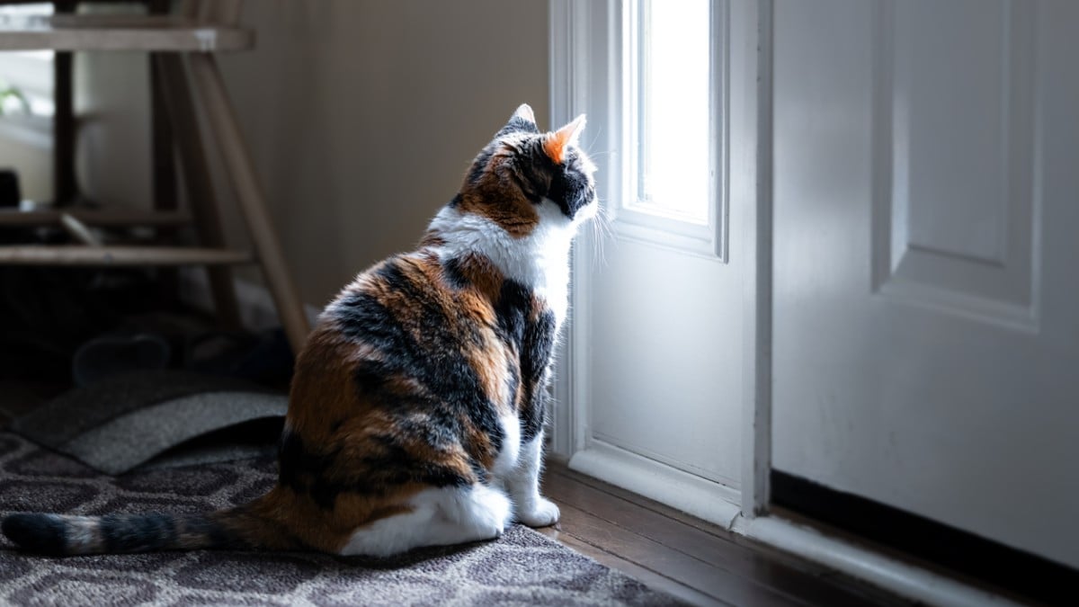Dans ce pays d'Europe, il est interdit de laisser son chat seul toute la journée