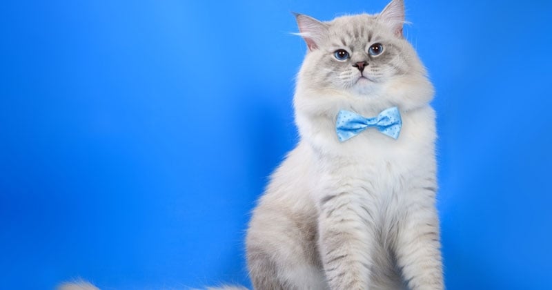 Top 6 des races de chats les plus rares au monde