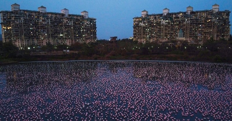Inde : une nuée de flamants roses a pris d'assaut la ville de Mumbai