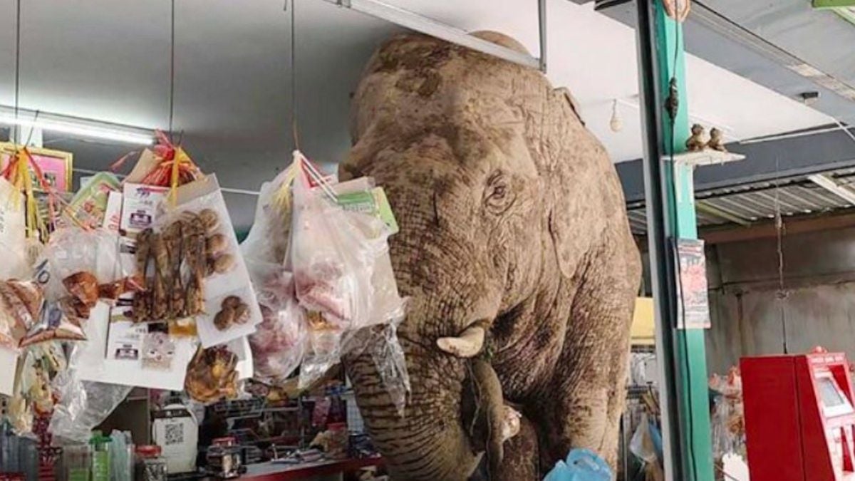Un éléphant sauvage débarque dans une supérette et dévalise le rayon nourriture