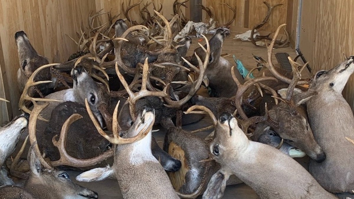 Ce chasseur est sanctionné d'une interdiction de chasse à vie, suite à une macabre découverte chez lui