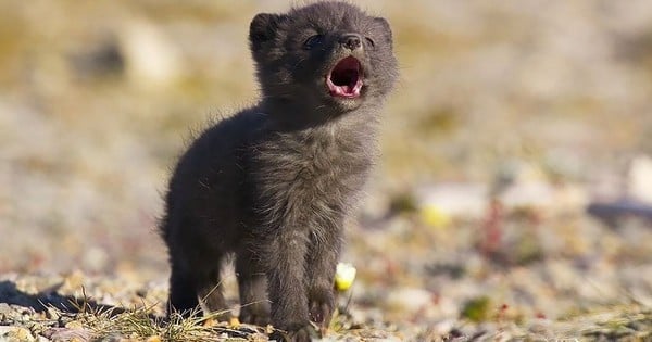 renards bebe animaux mignons photographies 5897