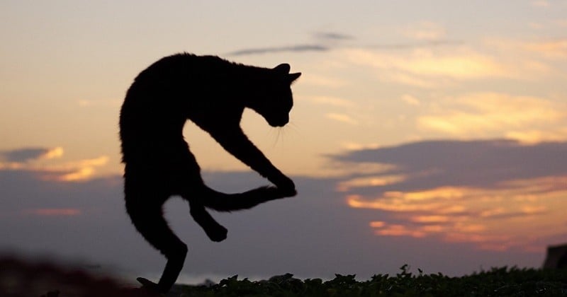 Un photographe japonais transforme les chats en véritables maîtres d'arts martiaux 