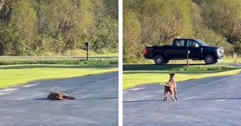 Cette chienne très fidèle passe des heures à attendre que l'homme qui l'a adoptée rentre du travail