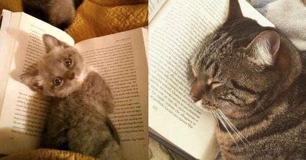 18 chats qui ont décidé que leurs maîtres ne liraient pas leurs bouquins : pour le 7, on craque !