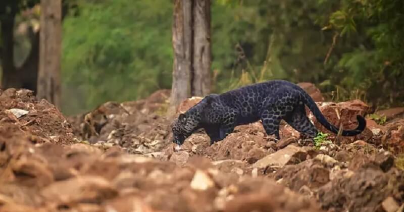 Inde : un photographe animalier a immortalisé un rare léopard noir en train de chasser