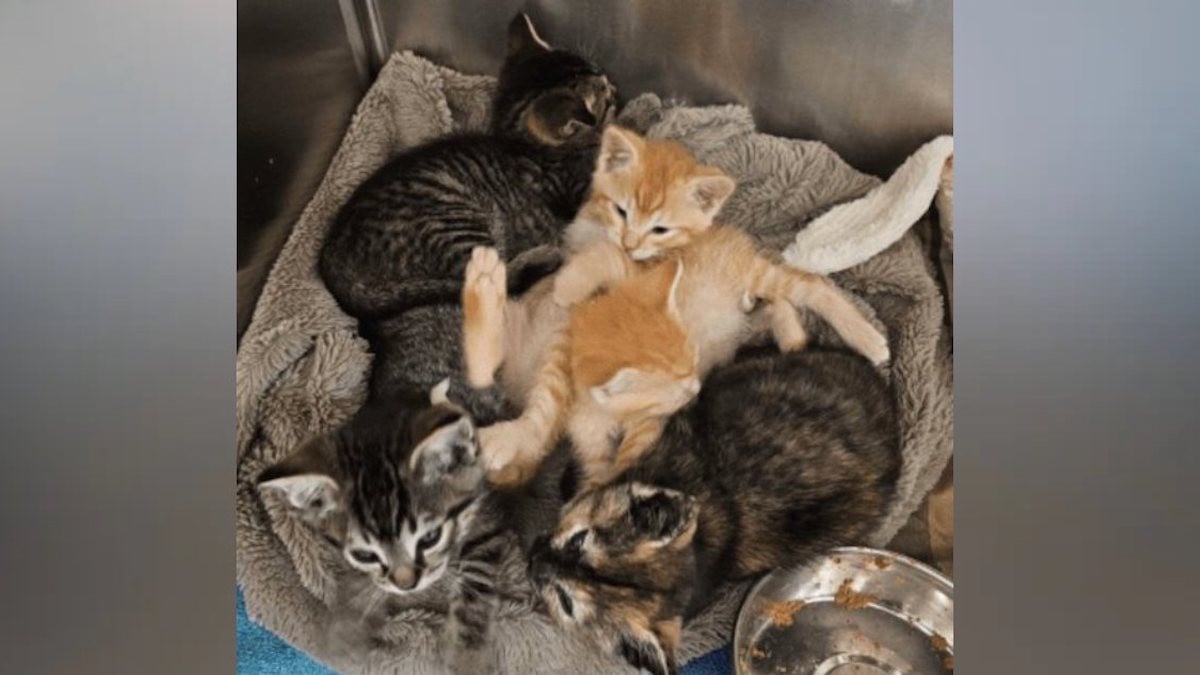 Les chatons secourus 