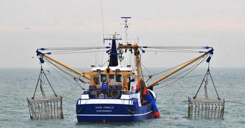 Bruxelles : le Parlement rejette la proposition d'élargir la pratique de la pêche électrique... et vote pour l'interdiction pure et simple de cette pratique !