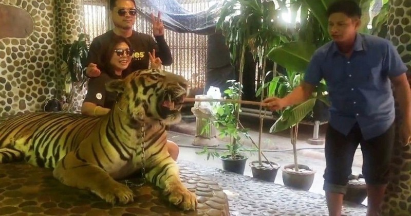 Le « tigre à selfie », révélé à travers une vidéo, indigne la Thaïlande 