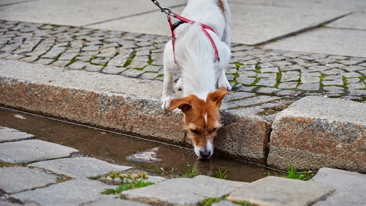 Selon les vétérinaires, voilà pourquoi il ne faut jamais laisser votre chien boire dans une flaque d'eau 
