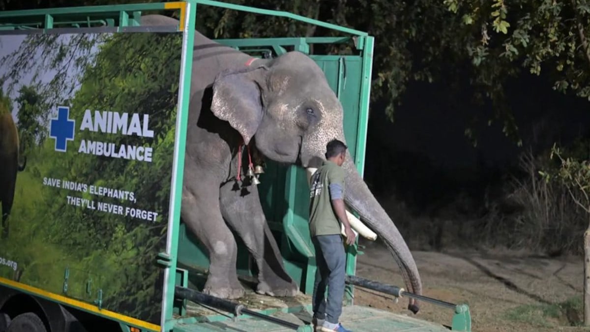 Cet éléphant qui a passé 25 ans de sa vie enchaîné découvre enfin la liberté, des images émouvantes