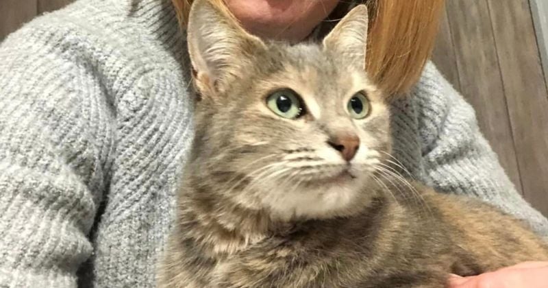 13 mois après sa disparition, une chatte refait surface à 600 km de chez elle