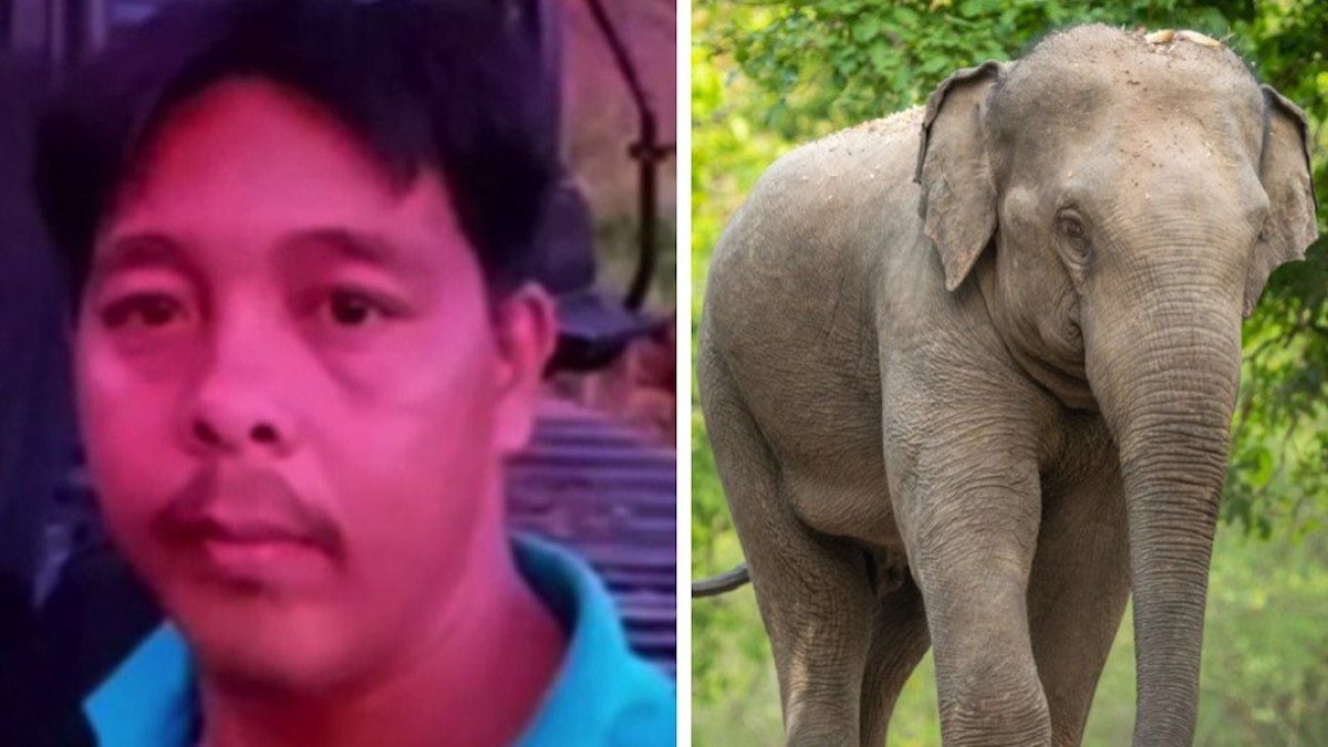 Un éléphant sauvage casse les jambes d'un ouvrier... puis revient quelques minutes plus tard pour le tuer