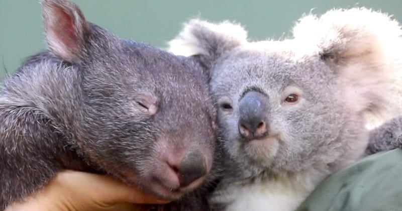 Dans un zoo en Australie, un koala et un wombat sont devenus les meilleurs amis du monde