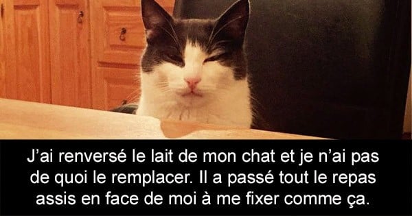 Voici les 20 Snapchat de chats les plus drôles de tous les temps