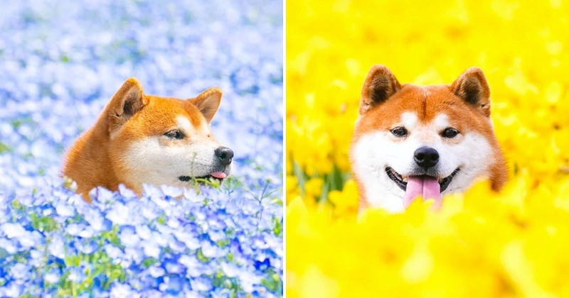 Cette photographe sublime son Shiba Inu au milieu de «mers de fleurs» à travers des clichés de toute beauté