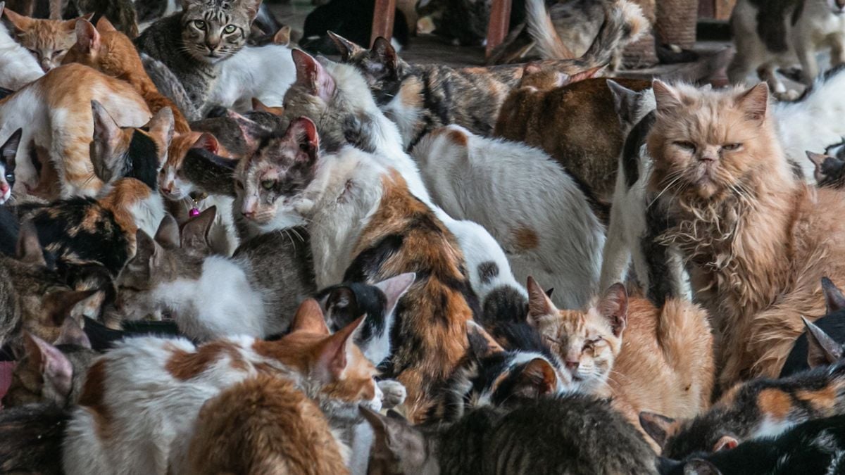 « On n'a jamais vu ça » : elle gardait 320 cadavres de chats dans un logement insalubre