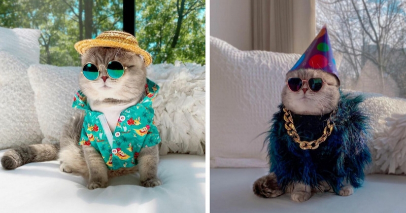 Ce chat « fashionista » fait le buzz sur les réseaux sociaux grâce à ses tenues renversantes 