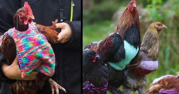 Des petits pulls en laine pour des poules rescapées de l'élevage en batterie... Voilà qui vous redonnera le sourire pour la journée !