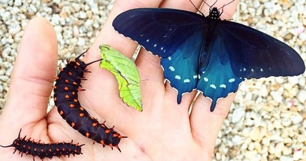 Tout seul, dans son jardin, cet homme est en train de repeupler l'espèce d'un papillon très rare