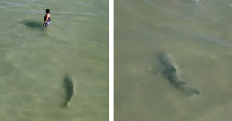 Un drone filme un requin nageant à côté de 2 personnes inconscientes du danger, la vidéo fait sensation