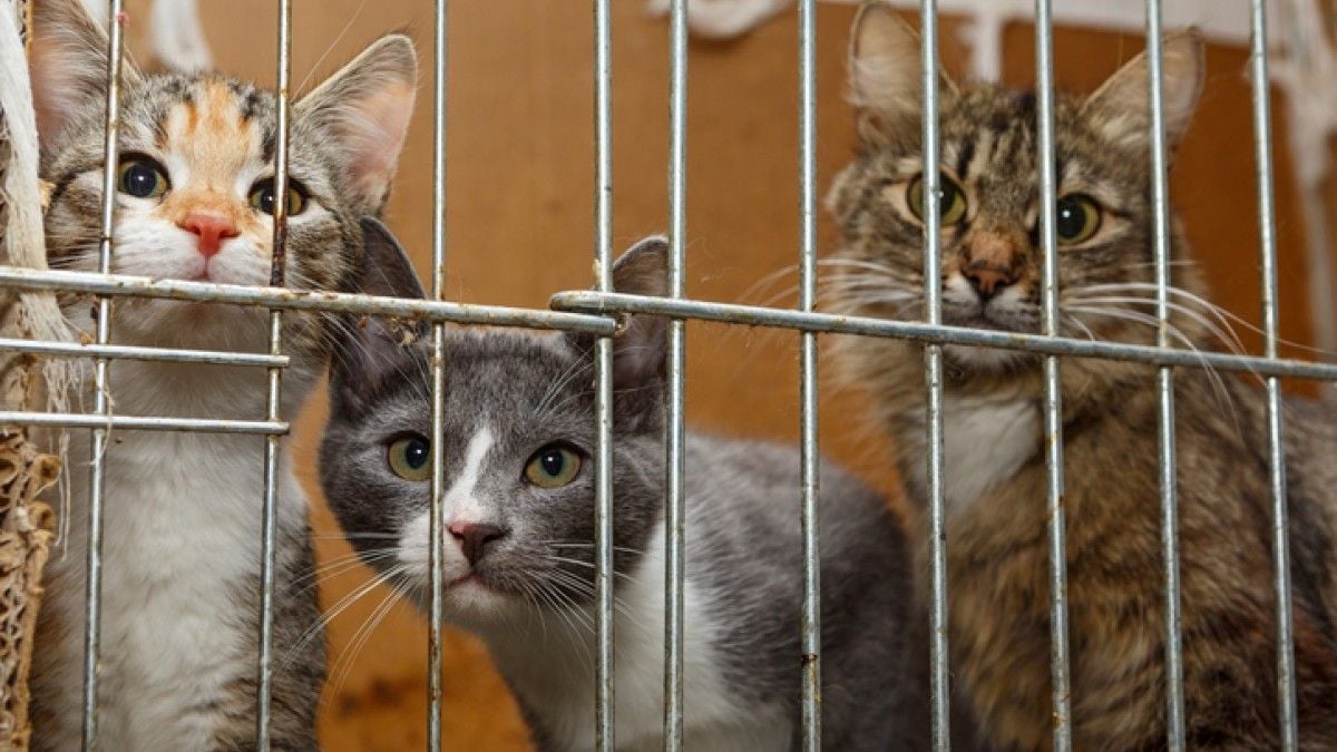 Cet été, la SPA a recueilli 14% d'animaux de plus que l'été dernier, une situation alarmante