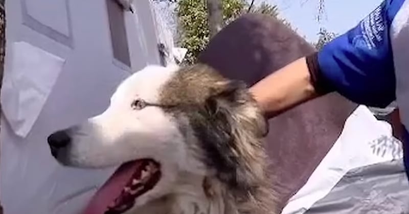 Vidéo : le sauvetage émouvant d'un chien retrouvé sous les décombres 23 jours après le séisme