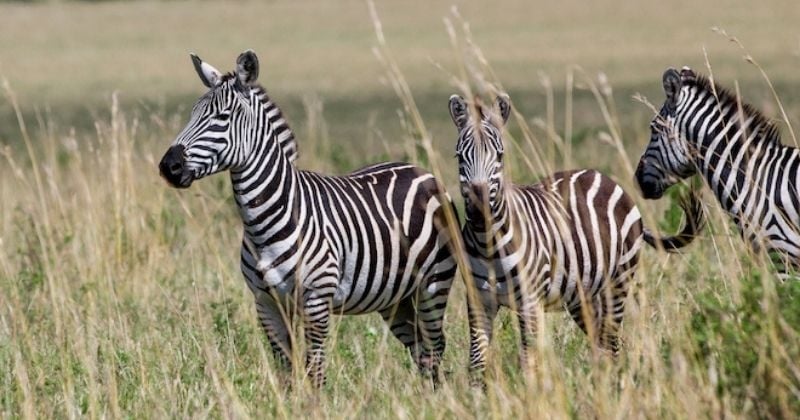 Le mystère des rayures du zèbre enfin résolu ? Des scientifiques affirment savoir quel est leur rôle