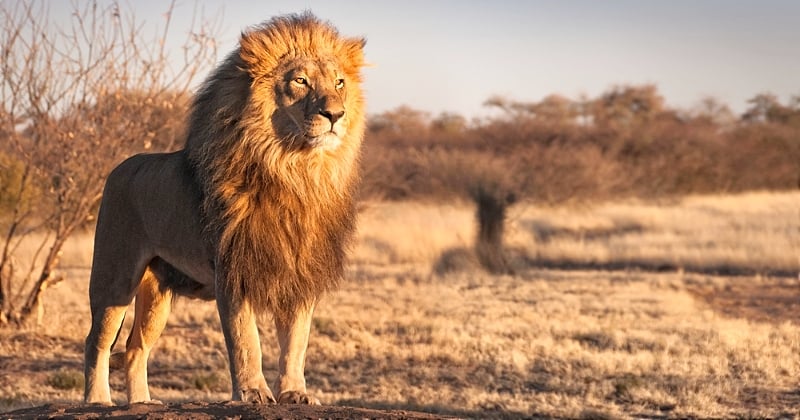 Pourquoi le lion est-il considéré comme le roi des animaux ?