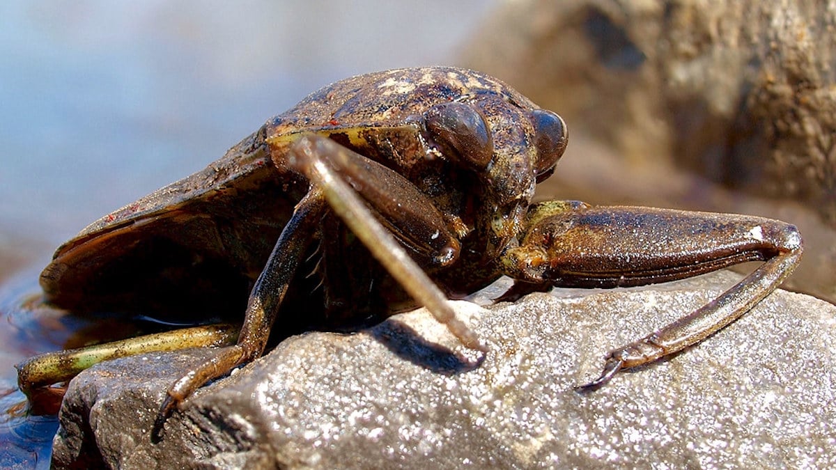 Croqueuse d'orteils, cette punaise d'eau géante de plus en plus invasive en Méditerranée