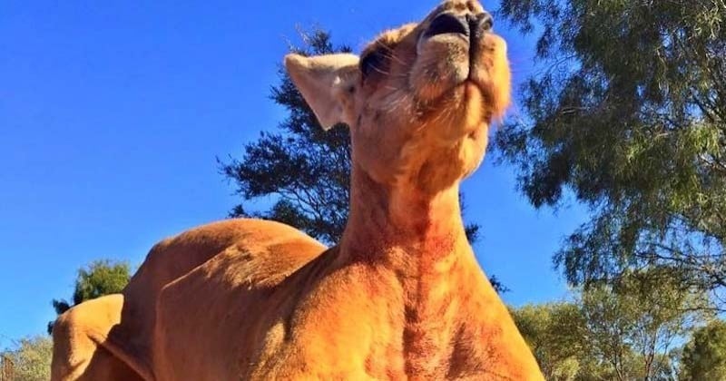 Mort de Roger, le kangourou le plus musclé du monde et star d'internet