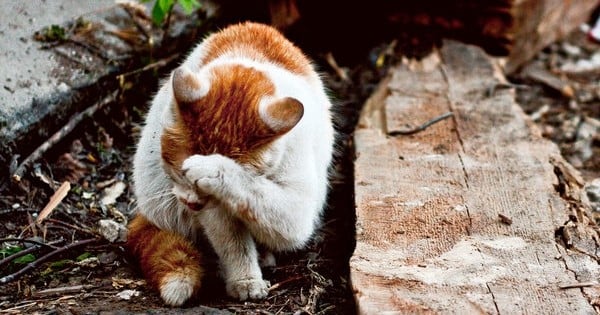 Nouvelles campagnes chocs contre l'abandon pour les défenseurs des animaux ! Chaque été, 60 000 d'entre eux sont reniés...